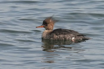 Red-breasted Merganser 日の出三番瀬沿い緑道 Tue, 1/23/2024