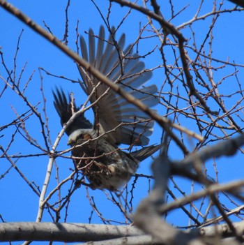 Brown-eared Bulbul 木場公園(江東区) Fri, 3/1/2024