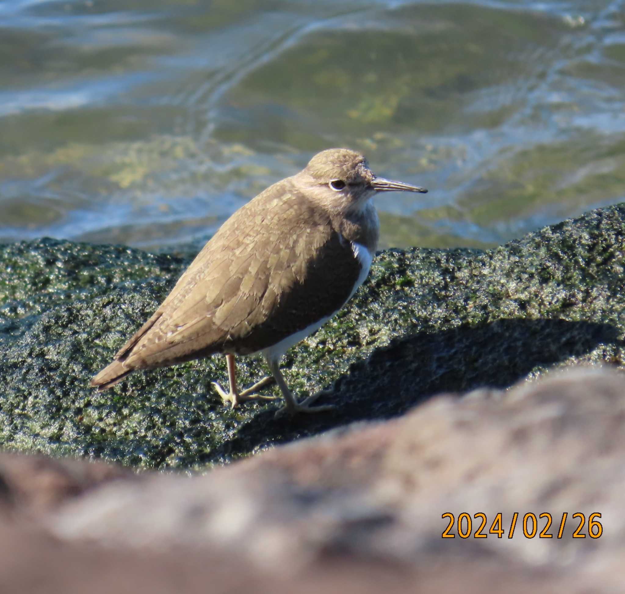 葛西臨海公園 イソシギの写真