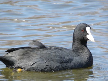Eurasian Coot みさと公園(三郷市) Wed, 2/28/2024