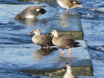 2018年12月1日(土) 多摩川二ヶ領宿河原堰の野鳥観察記録