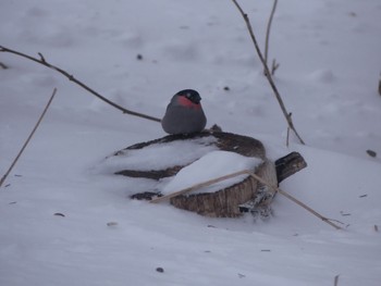 Eurasian Bullfinch 釧路市　湿地 Wed, 2/28/2024