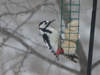 Great Spotted Woodpecker 釧路市　湿地 Wed, 2/28/2024