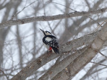 Great Spotted Woodpecker 釧路市 Wed, 2/28/2024