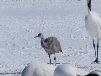 Sandhill Crane Tsurumidai Wed, 2/28/2024