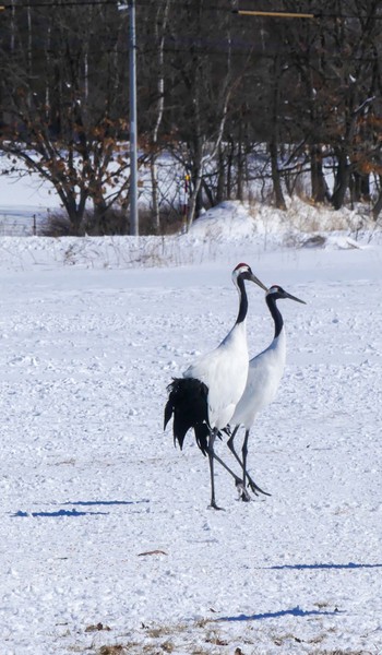 タンチョウ 鶴見台 2024年2月28日(水)