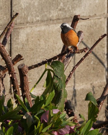 Daurian Redstart 自宅の庭 Fri, 3/1/2024