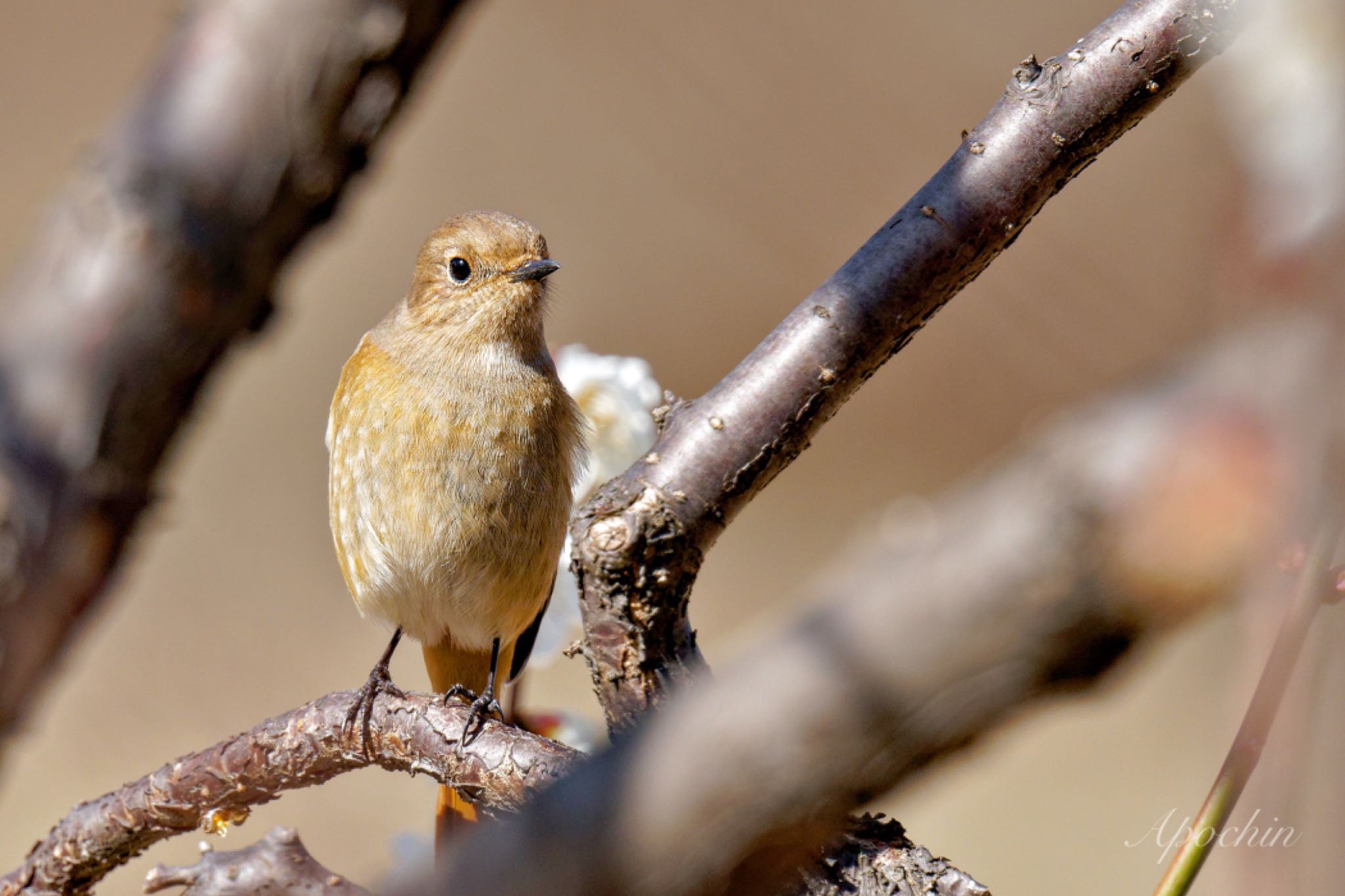 Photo of Daurian Redstart at Showa Kinen Park by アポちん