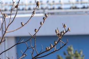 スズメ 幕張海浜公園 2024年3月1日(金)