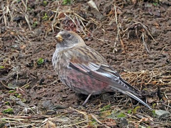 Asian Rosy Finch 泉ヶ岳 Fri, 3/1/2024