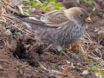 Asian Rosy Finch 泉ヶ岳 Fri, 3/1/2024