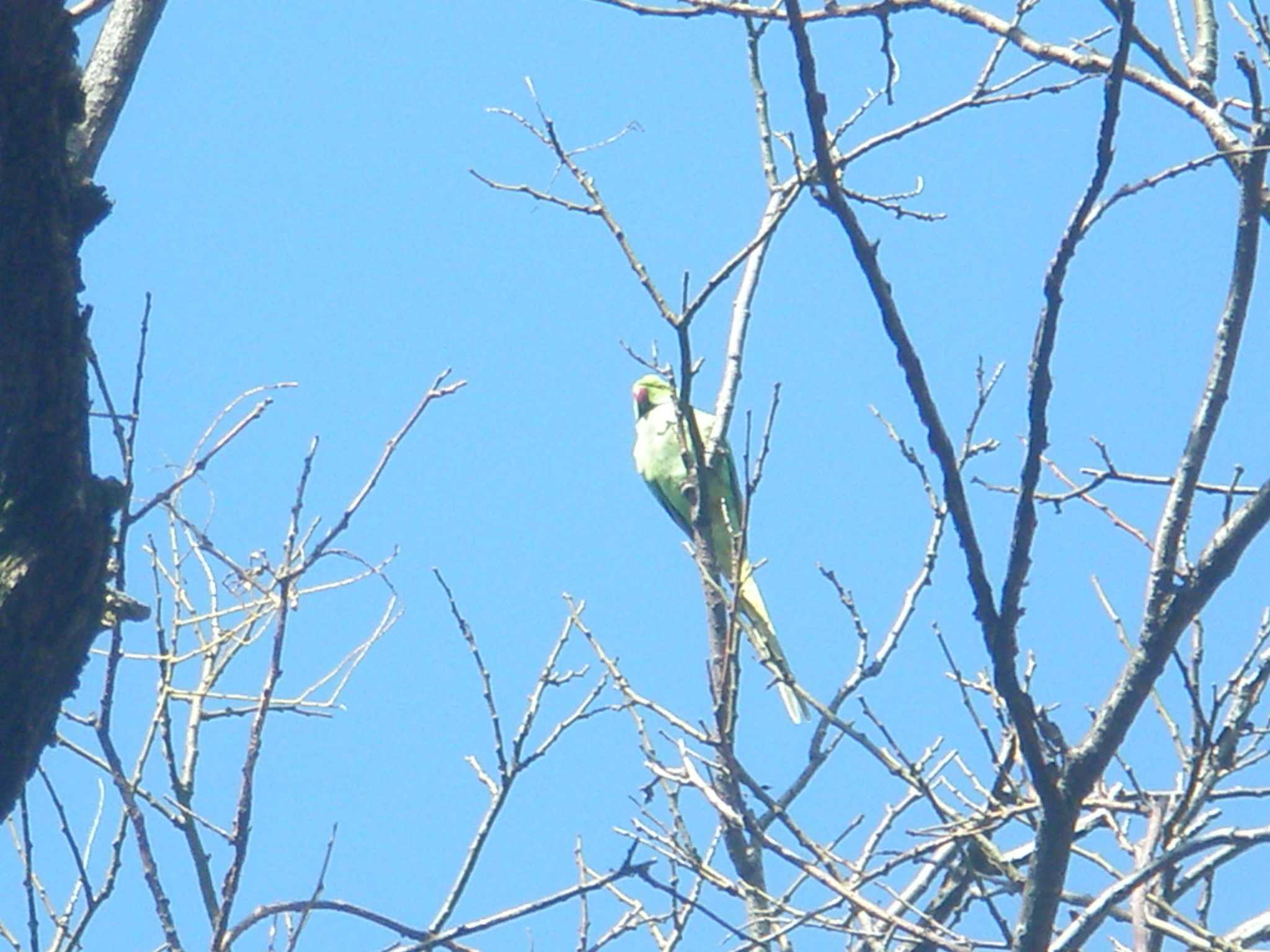 ワカケホンセイインコ