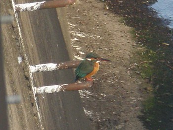 2024年2月24日(土) 善福寺川の野鳥観察記録