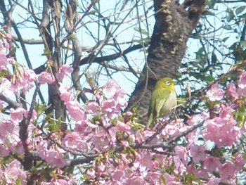 メジロ 善福寺公園 2024年2月24日(土)