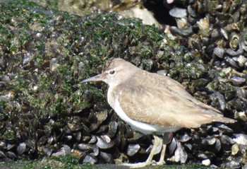 2024年2月27日(火) 新宝緑地の野鳥観察記録