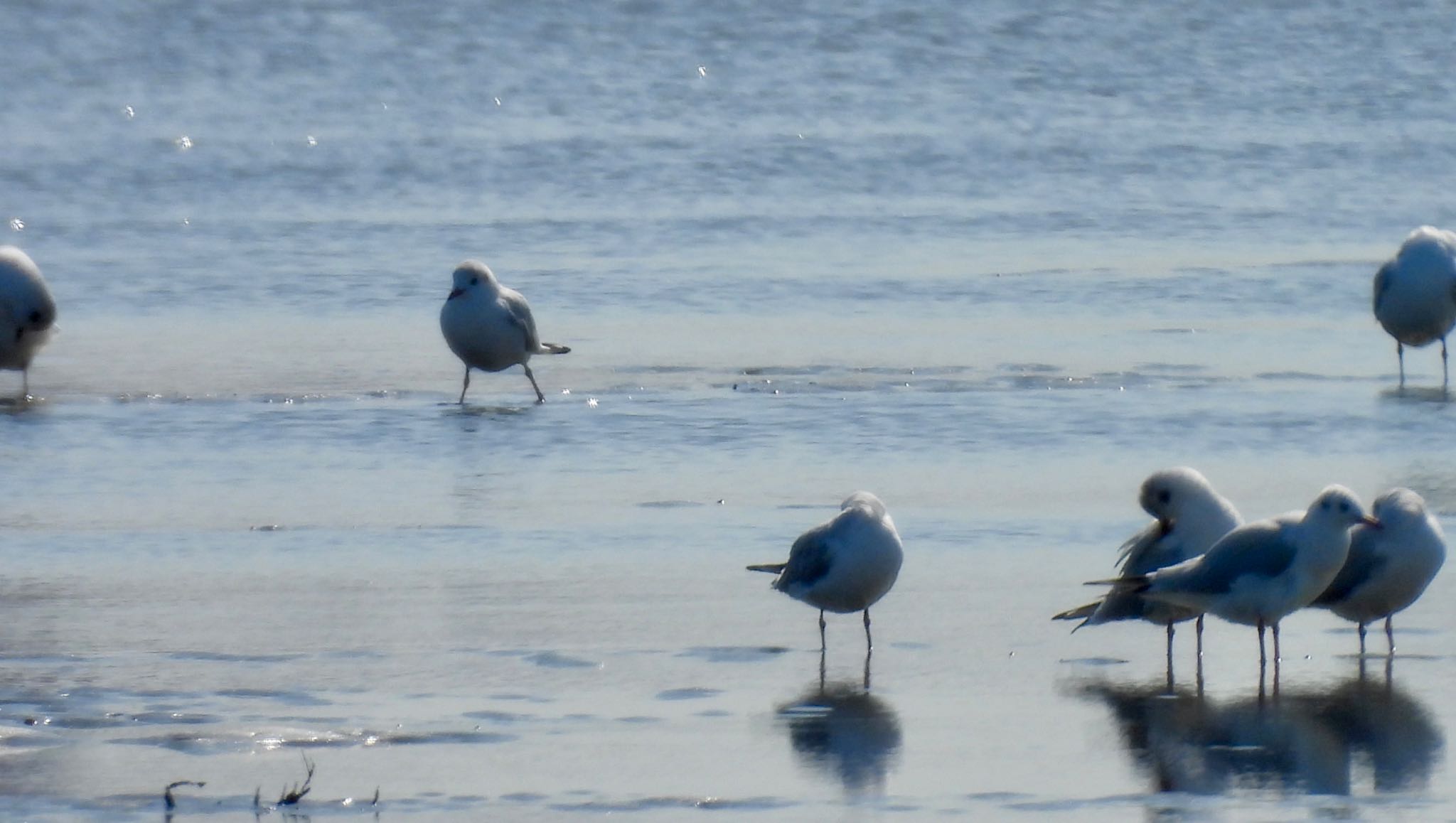 Black-headed Gull