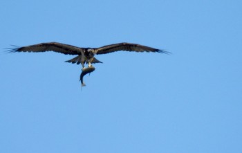 2024年2月28日(水) 藤前干潟の野鳥観察記録