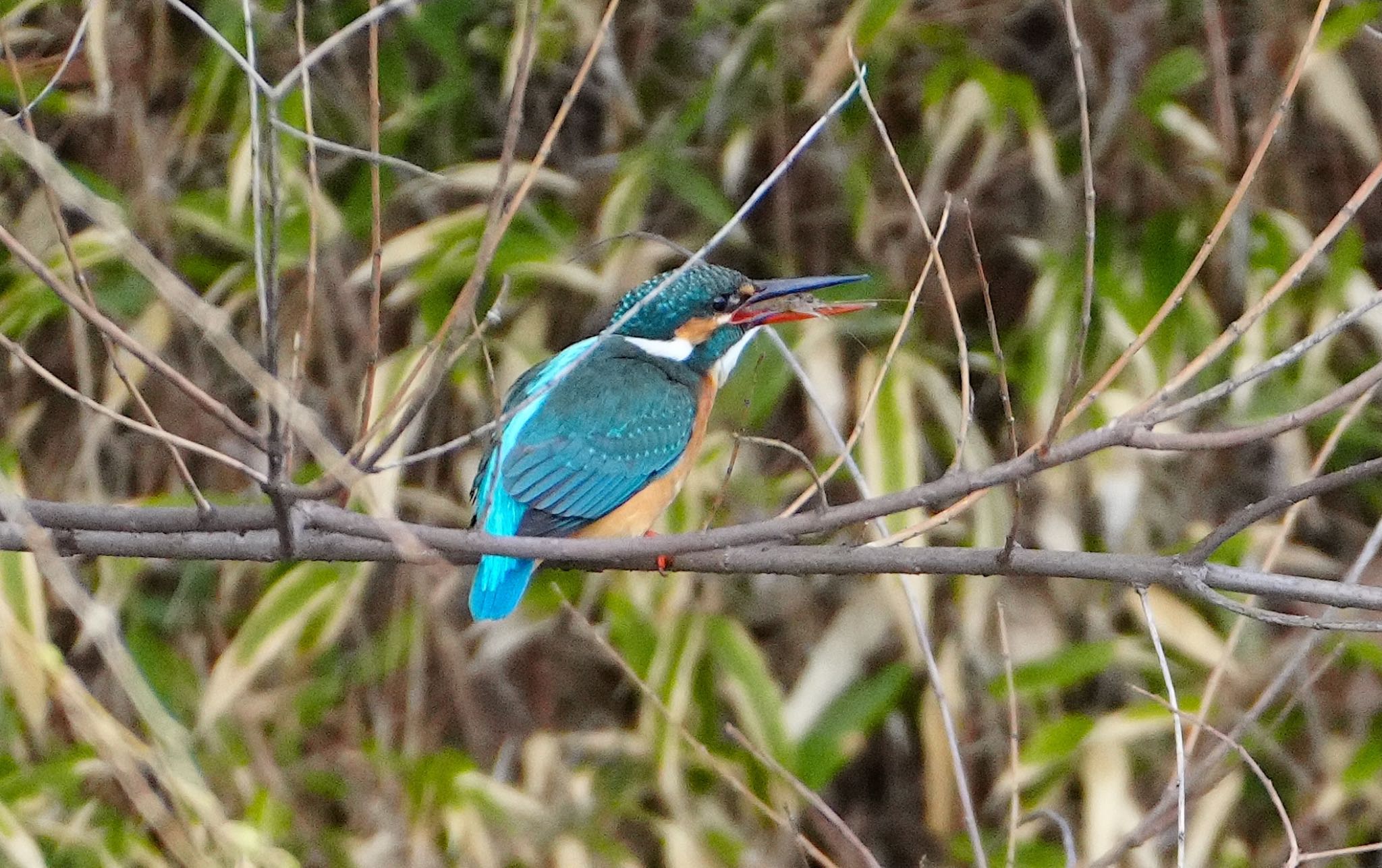 Common Kingfisher