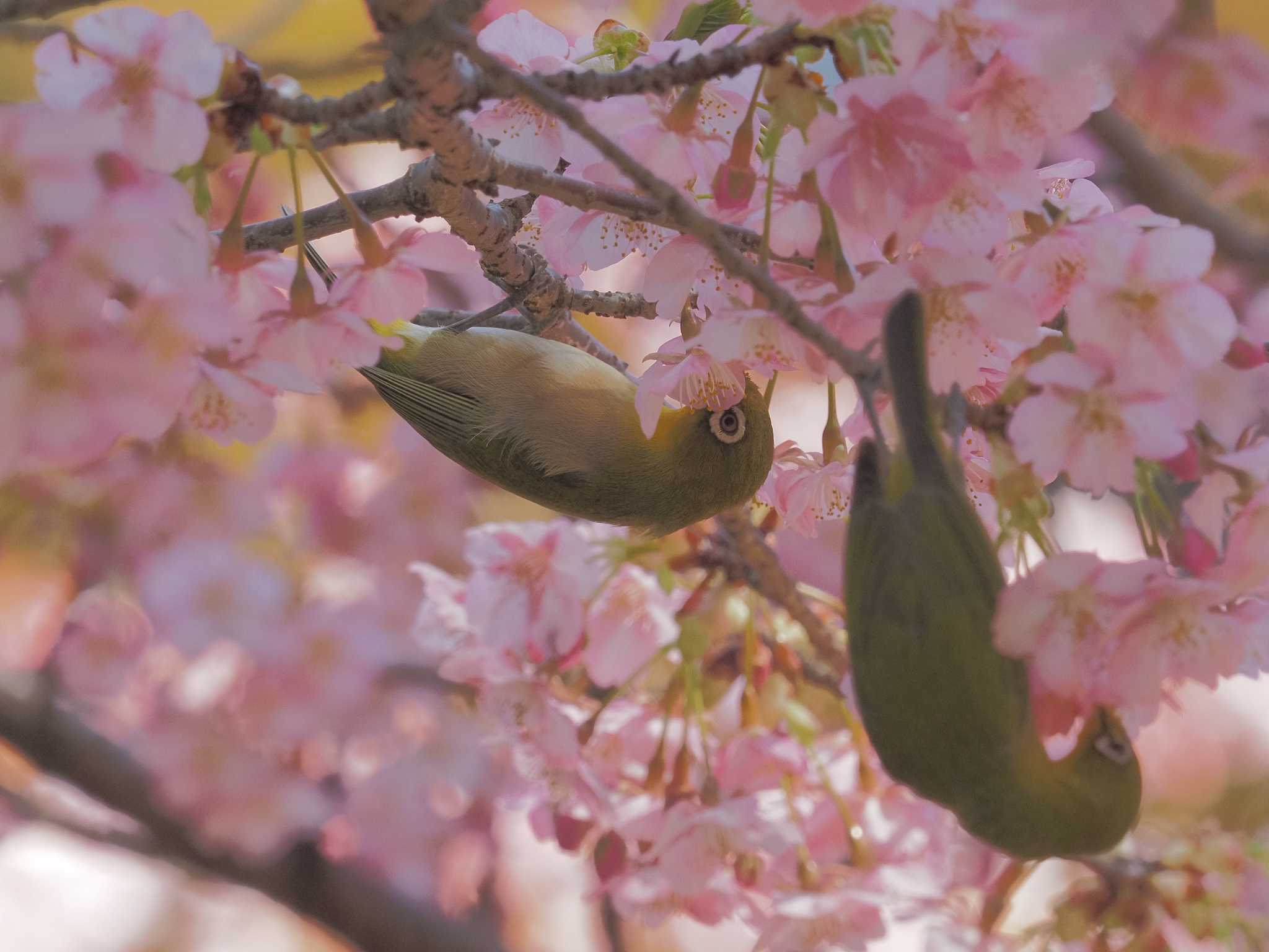 萬葉公園(一宮市萩原町) メジロの写真