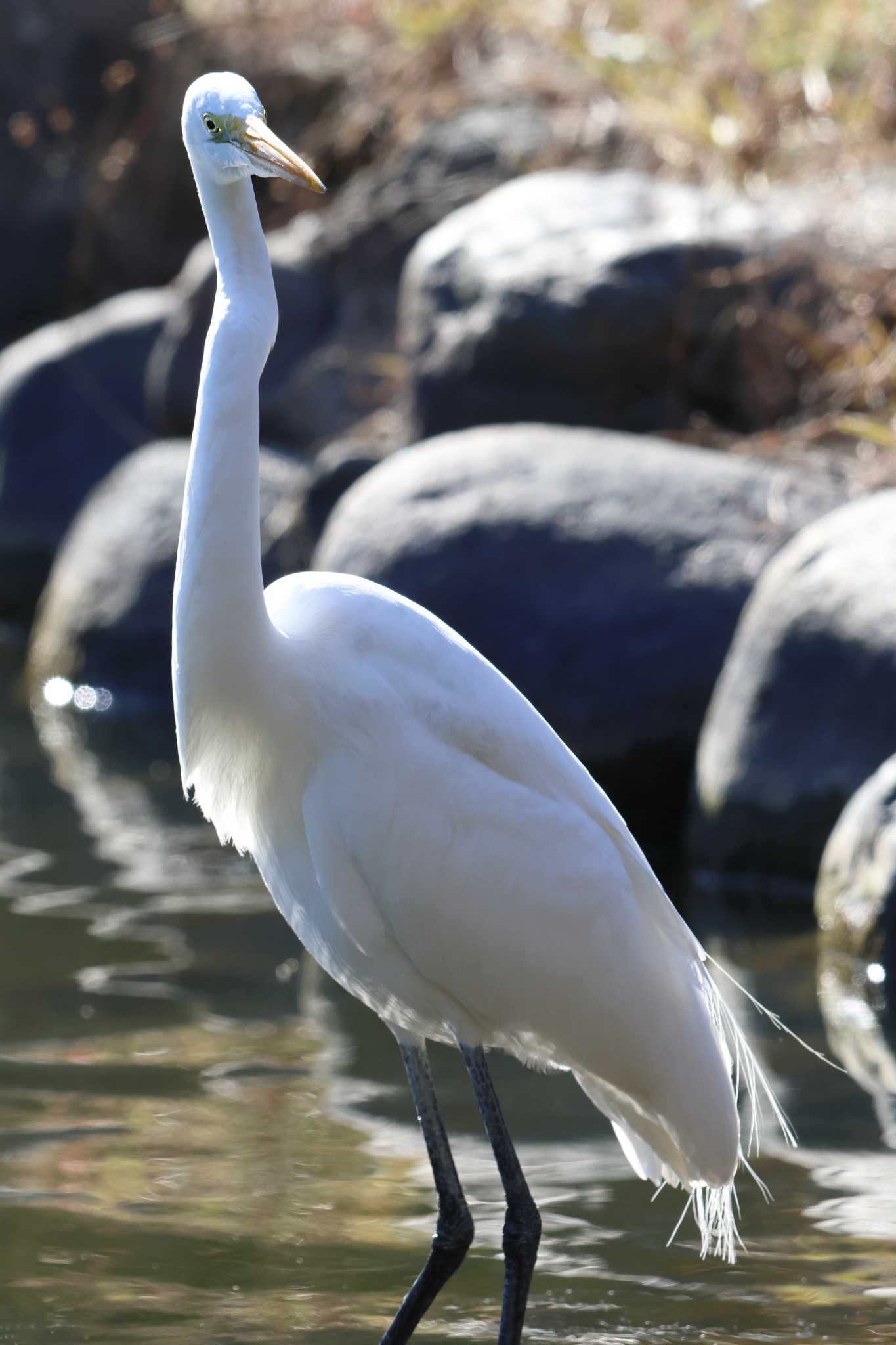 明石公園のダイサギ