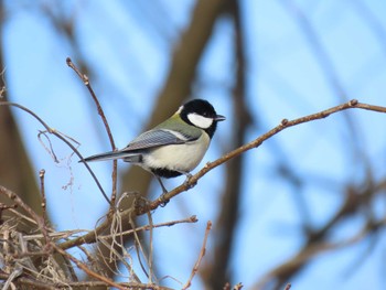 シジュウカラ 平筒沼(宮城県登米市) 2024年2月24日(土)