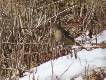 Daurian Redstart 平筒沼(宮城県登米市) Sat, 2/24/2024