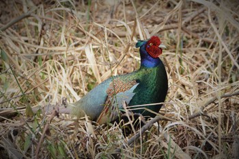 Green Pheasant 熊本市坪井川緑地 Tue, 3/8/2016