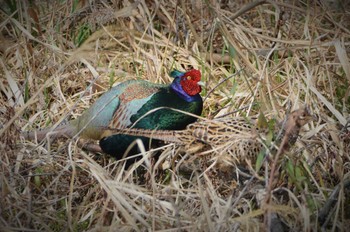 Green Pheasant 熊本市坪井川緑地 Tue, 3/8/2016