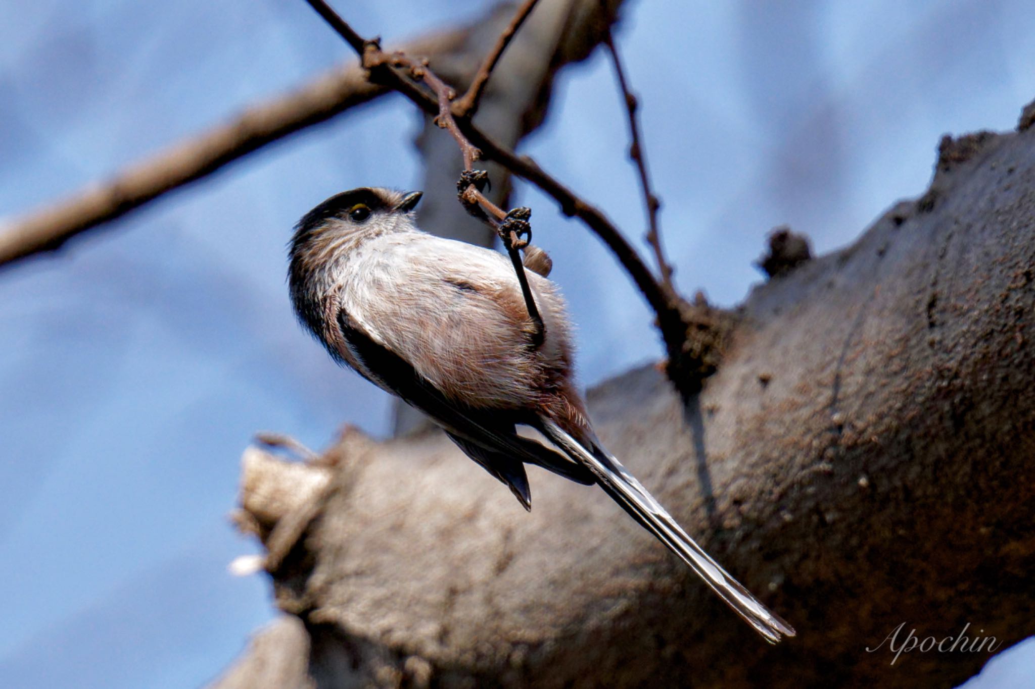 Photo of Long-tailed Tit at Showa Kinen Park by アポちん