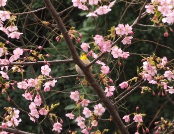 Warbling White-eye 桂川 Fri, 3/1/2024