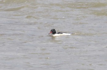 Common Merganser 桂川 Fri, 3/1/2024