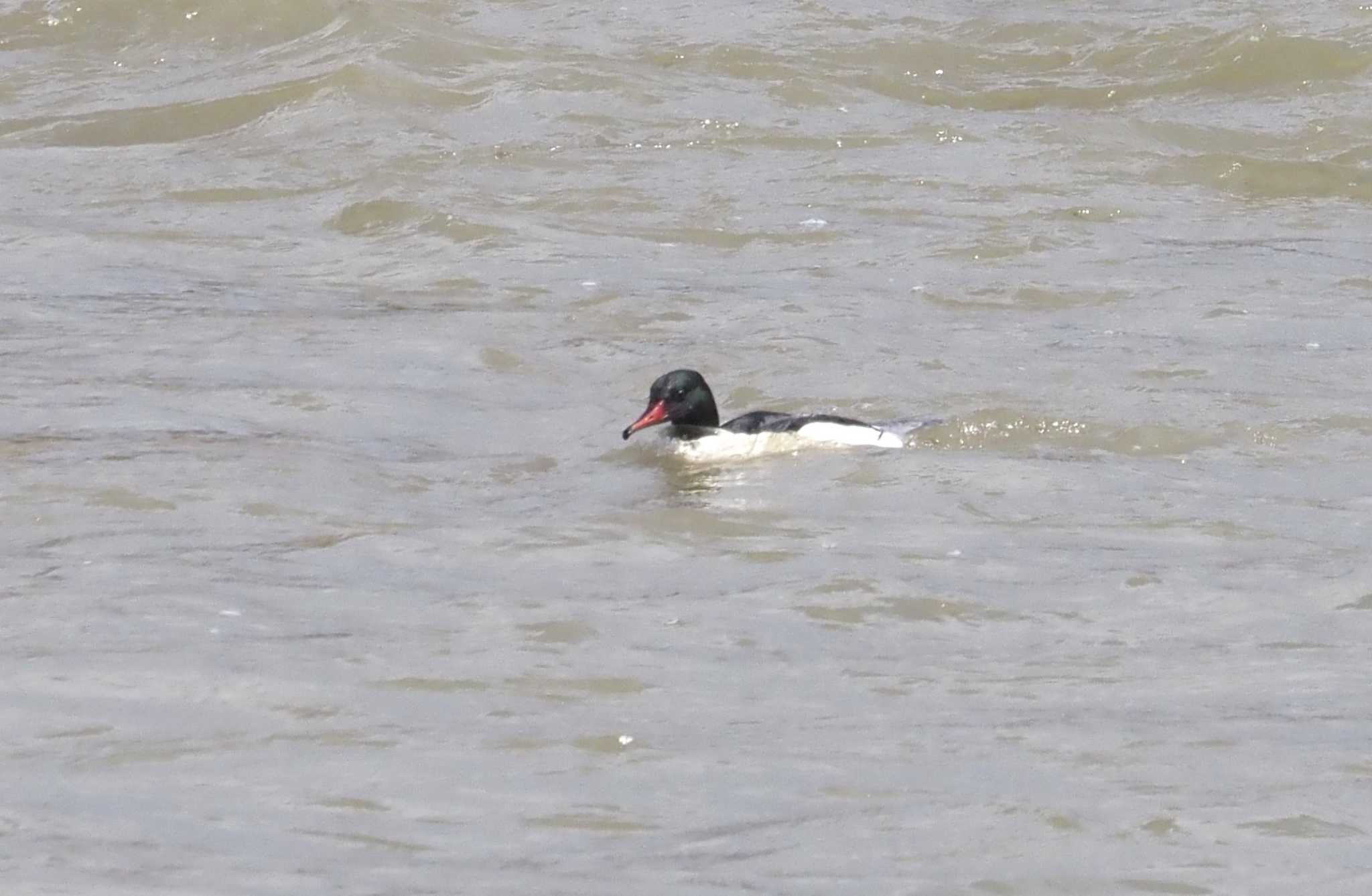 Photo of Common Merganser at 桂川 by マル