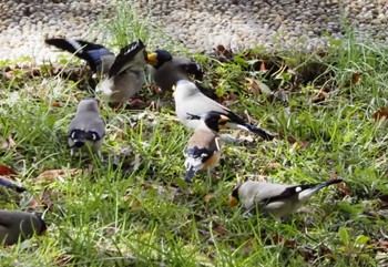 Chinese Grosbeak 桂川 Fri, 3/1/2024