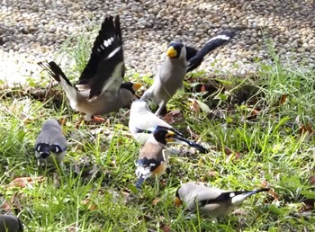 Chinese Grosbeak 桂川 Fri, 3/1/2024