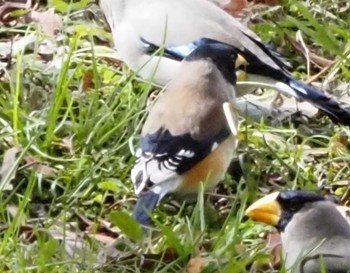 Chinese Grosbeak 桂川 Fri, 3/1/2024