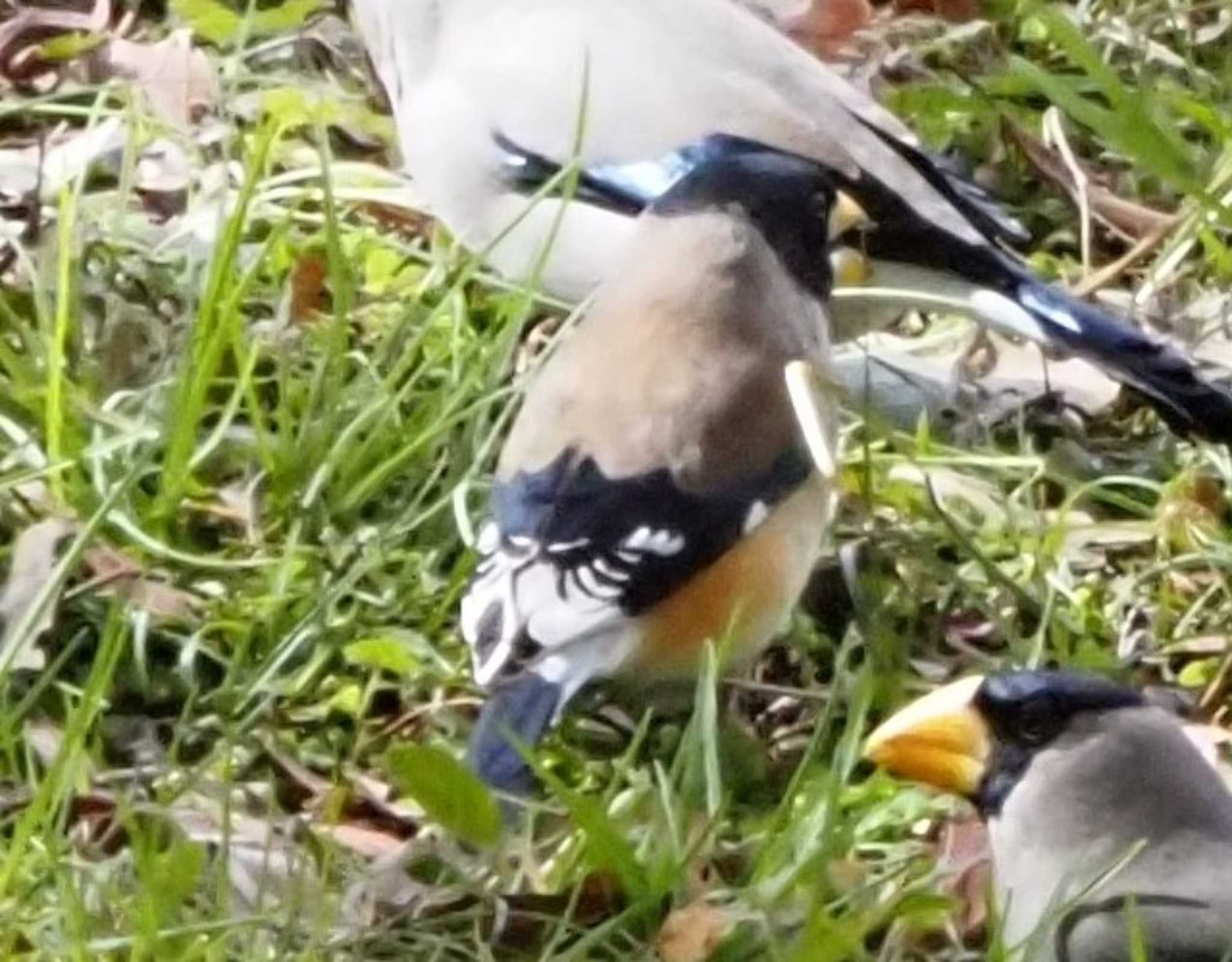 Photo of Chinese Grosbeak at 桂川 by マル