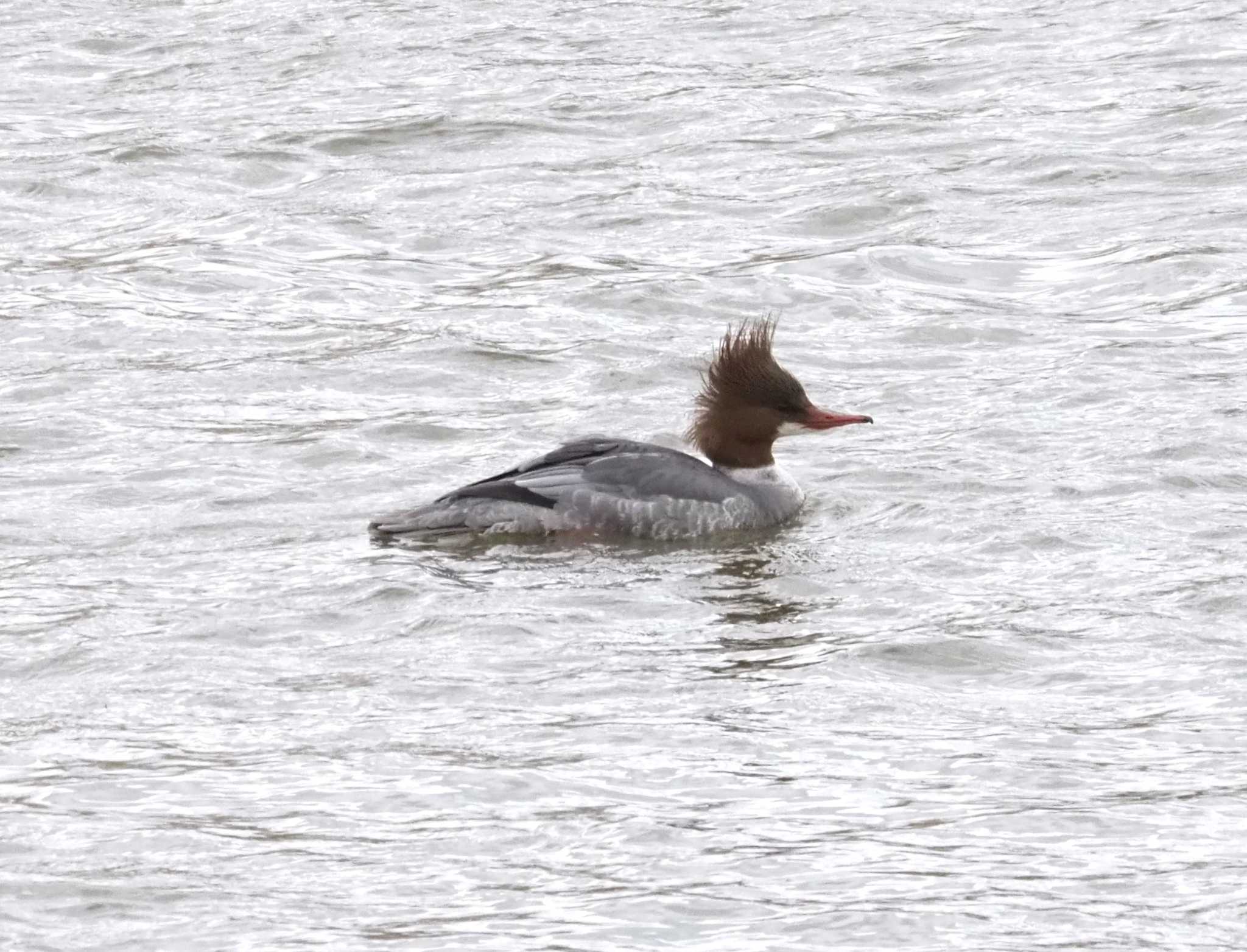 Photo of Common Merganser at 桂川 by マル