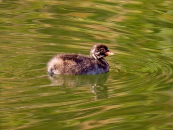 カイツブリ 都立浮間公園 2024年3月1日(金)