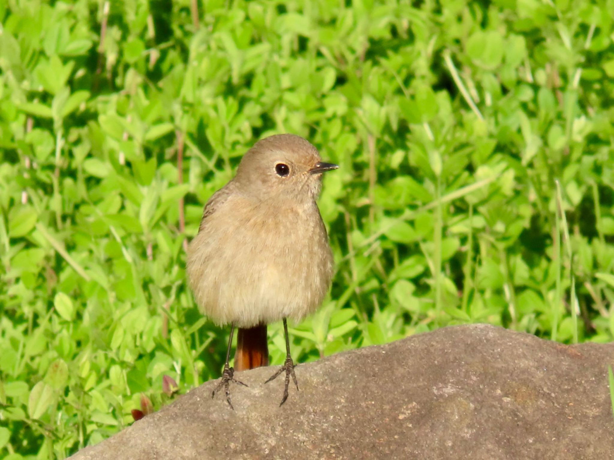 都立浮間公園 ジョウビタキの写真