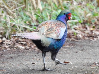 Green Pheasant Unknown Spots Fri, 3/1/2024