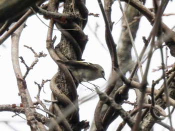 Goldcrest Unknown Spots Fri, 3/1/2024