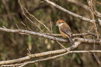 Bull-headed Shrike Kitamoto Nature Observation Park Thu, 2/29/2024