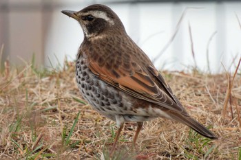 Dusky Thrush 京田辺市 Mon, 2/26/2024