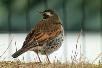 Dusky Thrush 京田辺市 Mon, 2/26/2024