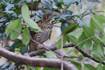 White's Thrush 兵庫県西宮市 Thu, 2/29/2024