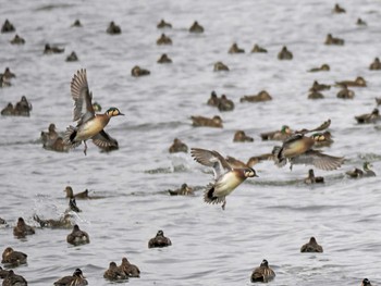 2024年2月29日(木) 北印旛沼の野鳥観察記録