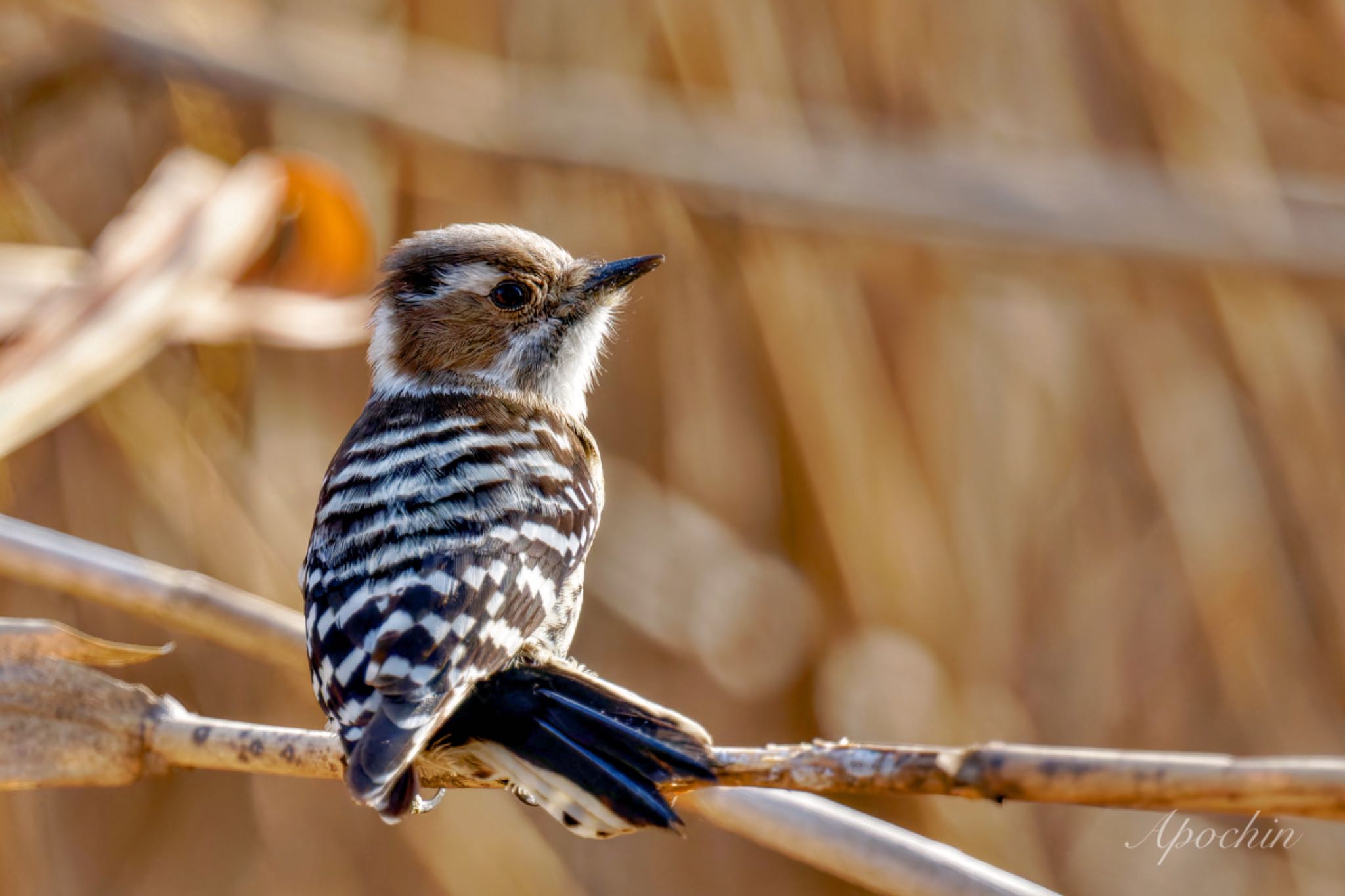 Japanese Pygmy Woodpecker