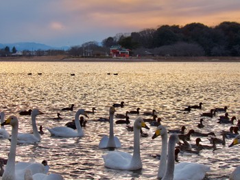 Whooper Swan 多々良沼 Sun, 2/11/2024