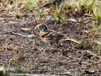 Brambling 舞鶴公園 Sat, 2/11/2023