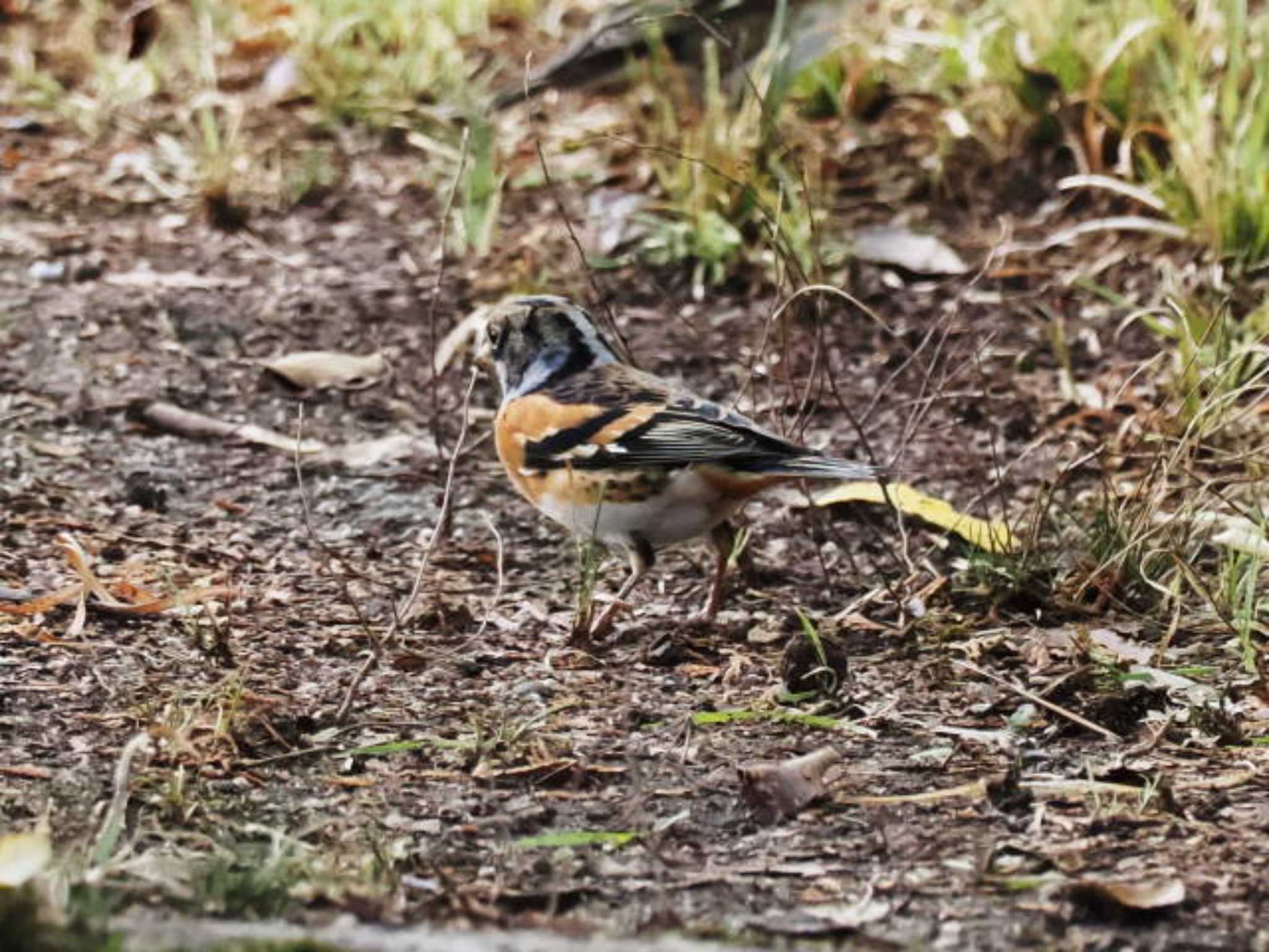 Brambling